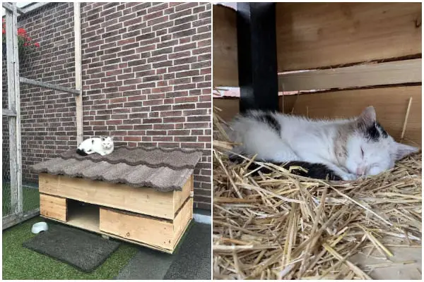 This Family Is Very Eager to Make Friends with a Stray Cat, So They Build Him a Small House