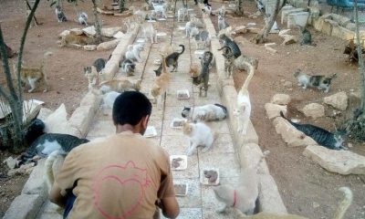 This Syrian Man Refuses To Leave His City of Aleppo To Care For Hundreds Of Abandoned Cats