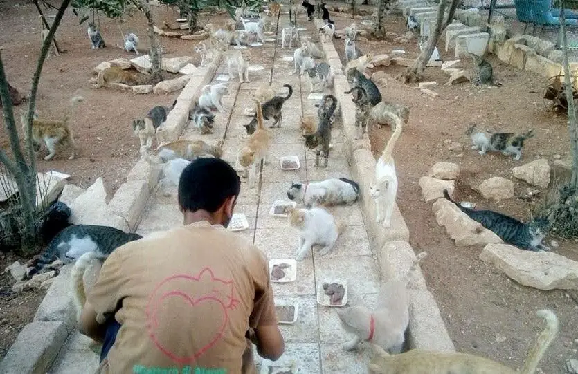 This Syrian Man Refuses To Leave His City of Aleppo To Care For Hundreds Of Abandoned Cats