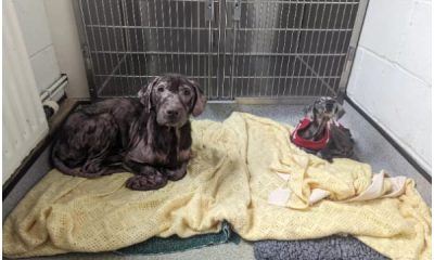 Two Deserted Dogs, Bald and Sad, Undergo Amazing Change