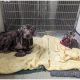 Two Deserted Dogs, Bald and Sad, Undergo Amazing Change