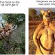 Wildlife Laughs 20 Hilarious Animal Memes to Enjoy Nature's Fun Side