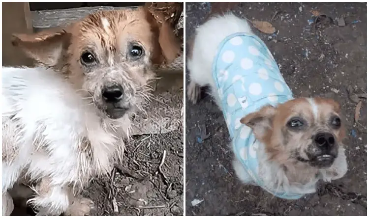 With Steps of pain, Dog Approaches Rescuers Hope To Run Away Froм His MiseraƄle Life!