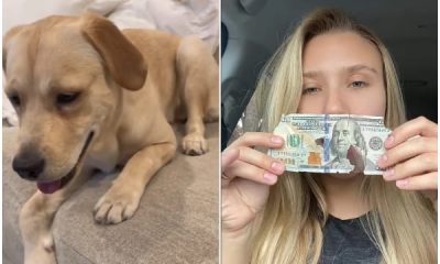 Woman Cries After Knowing Dog Chews Up $2,200 Cash Belonging to Her Husband