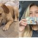 Woman Cries After Knowing Dog Chews Up $2,200 Cash Belonging to Her Husband