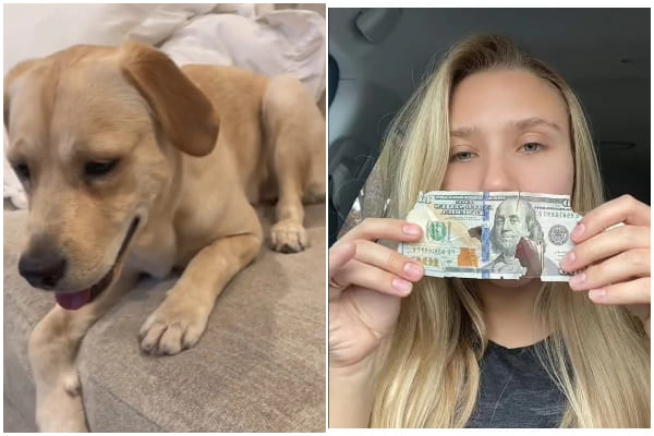 Woman Cries After Knowing Dog Chews Up $2,200 Cash Belonging to Her Husband