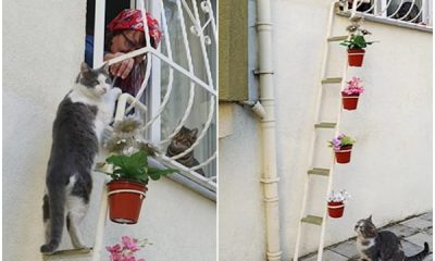 Woman Makes Special Ladder for Stray Cats to Come Inside When It's Cold