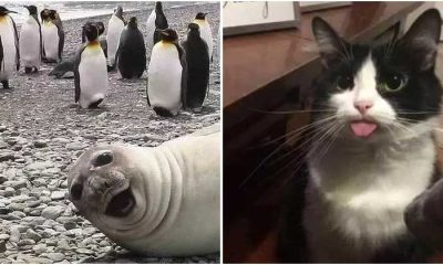15+ Hilarious Animal Pictures Showing That It’s Still Not Friday