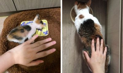 20 Before And After Pictures Of Pets That Look Even More Adorable As Adults