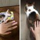 20 Before And After Pictures Of Pets That Look Even More Adorable As Adults