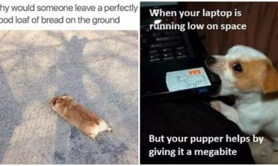 27 Hilarious Dog Photos You Will Laugh All Day Long