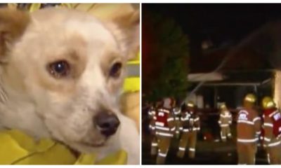 A Dog Heroically Stays Inside a Burning House, Refusing to Leave as He Protects Four Small Friends That Are Also Trapped Inside