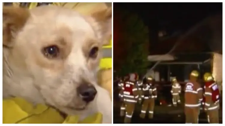 A Dog Heroically Stays Inside a Burning House, Refusing to Leave as He Protects Four Small Friends That Are Also Trapped Inside