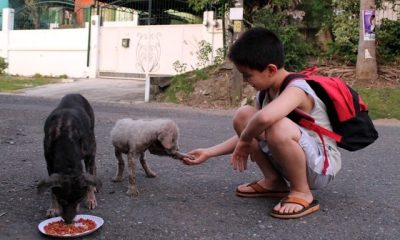 A Good Boy Feed Stray Dogs and Opens Animal Shelter By Himself Pocket Money