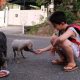 A Good Boy Feed Stray Dogs and Opens Animal Shelter By Himself Pocket Money