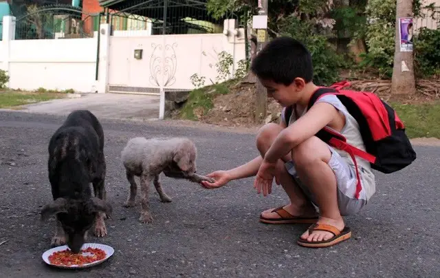 A Good Boy Feed Stray Dogs and Opens Animal Shelter By Himself Pocket Money