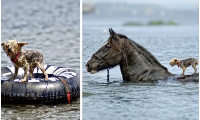 A Horse Apparently Saving A Drowning Blind Dog And Truth Behind That Photograph