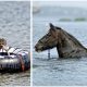 A Horse Apparently Saving A Drowning Blind Dog And Truth Behind That Photograph