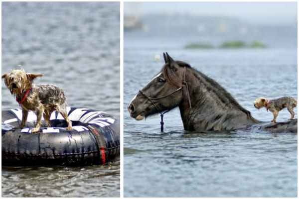 A Horse Apparently Saving A Drowning Blind Dog And Truth Behind That Photograph