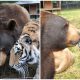 A Lion, A Tiger, and A Bear Make A Great Friendship with Touching Bond After Being Rescued From Abusive Owners
