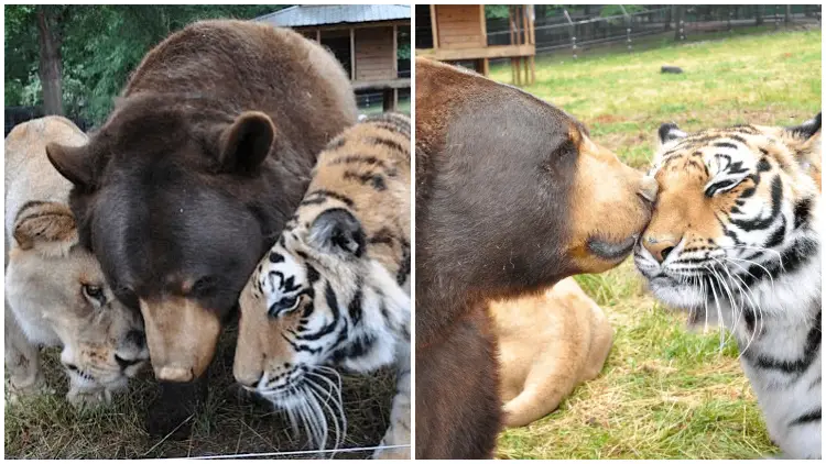 A Lion, A Tiger, and A Bear Make A Great Friendship with Touching Bond After Being Rescued From Abusive Owners