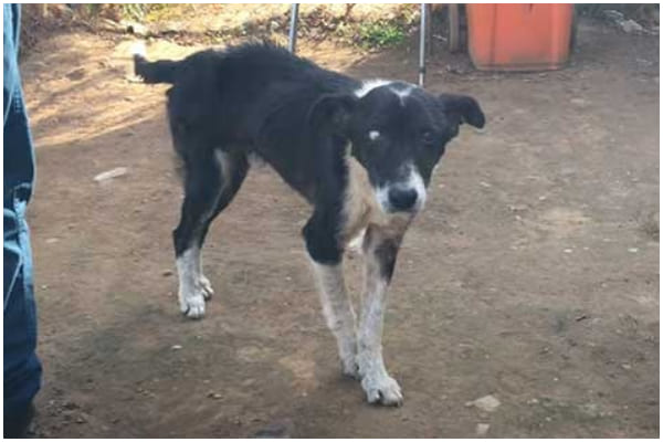 A Touching Story About Too Old Dog Finds A Loving Home