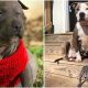 After Losing Her Babies, A Stray Pitbull Finds Solace In Adopting Raisin, An Orphan Puppy
