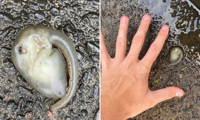 After Rainfall, a Bizarre ‘Alien’ Creature Found by Biologists