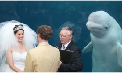 Curious Beluga Whale Jumped In To Surprise A Wedding Couple With The Best Photobomb