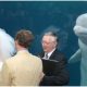 Curious Beluga Whale Jumped In To Surprise A Wedding Couple With The Best Photobomb