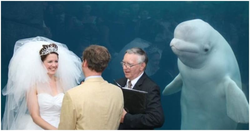 Curious Beluga Whale Jumped In To Surprise A Wedding Couple With The Best Photobomb