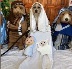 Dog Daycare Celebrates Christmas With End of School Nativity ‘Paw-formance’