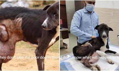 Elderly dog roaming the streets for 10 years with a huge tumor: Exhausted from pain but still no one to help