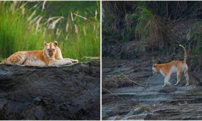 Extremely Rare Golden Tiger Captured On Camera In Indian Forest