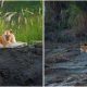 Extremely Rare Golden Tiger Captured On Camera In Indian Forest