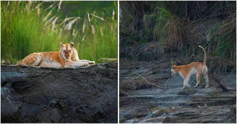 Extremely Rare Golden Tiger Captured On Camera In Indian Forest