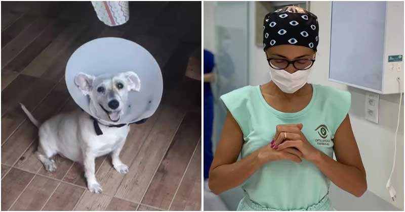 Formerly Blind Dog Is So Happy To See His Dad’s Face Again After Surgery