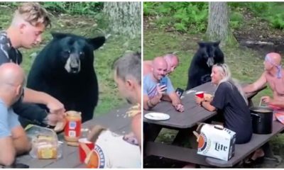 Giant Black Bear Interrupts