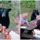 Giant Black Bear Interrupts