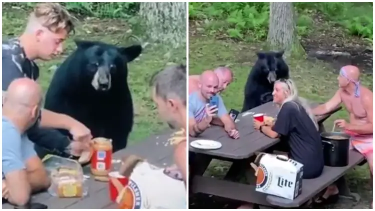 Giant Black Bear Interrupts