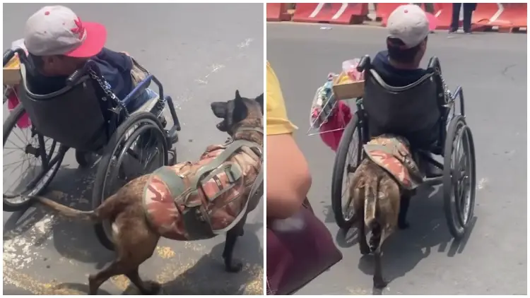 Loyal Dog Goes Viral After Being Recorded Pushing His Owner In A Wheelchair
