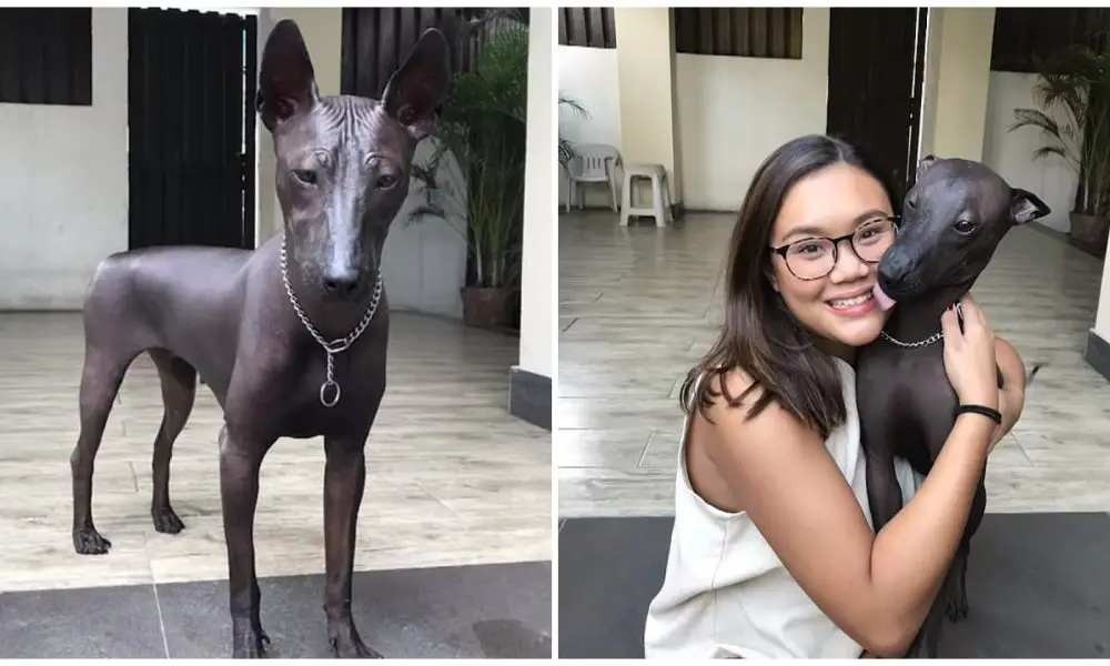 Rare Dog Goes Viral After Being Mistaken for a Statue