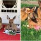 Sarge the German Shepherd, Who Had Lost Hope, Is Given New Life By Rescuing Abandoned Fawns