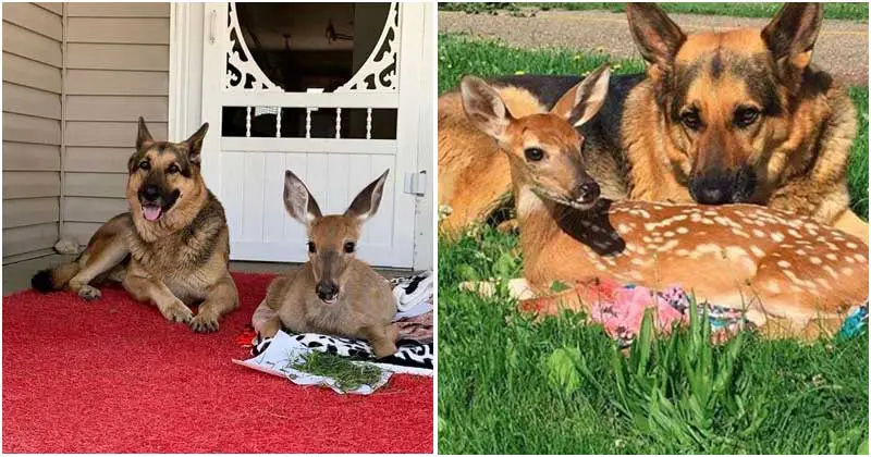 Sarge the German Shepherd, Who Had Lost Hope, Is Given New Life By Rescuing Abandoned Fawns