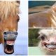Start Your Happy Day with 14 Lovely Animals Have Braces