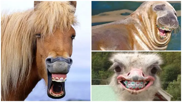 Start Your Happy Day with 14 Lovely Animals Have Braces