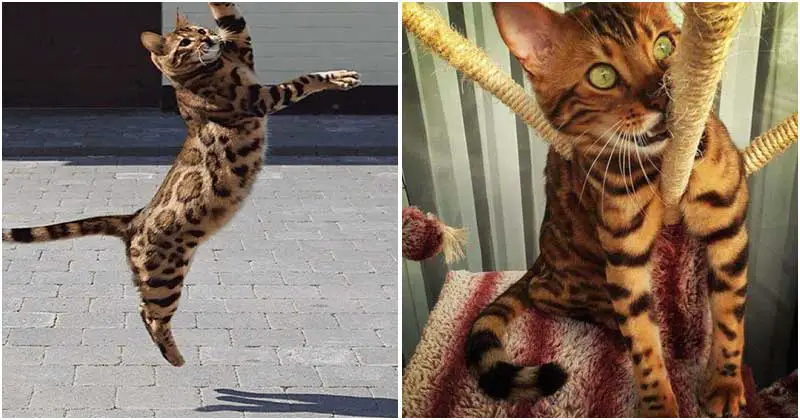 Wearing A Speckled Coat And Having Emerald Green Eyes, This Bengal Cat Is Worth Your Attention