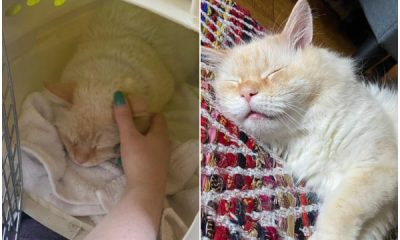 Abandoned Cat Finds Joy in Adoption After 5 Months of Waiting