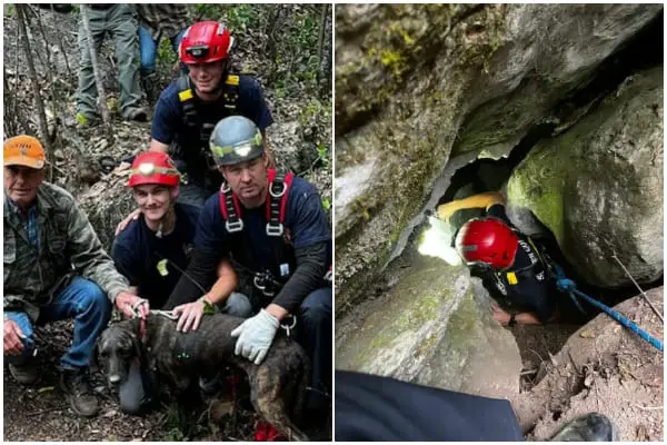 Brave Rescuer Team Enters Tight 40-Foot Bear Cave to Save Dog in Trouble
