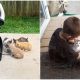 Starving Kitten Looks for Food in Family's Yard and Gets a New Chance at Life